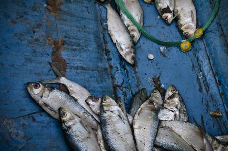 Alerte ! Les petits pélagiques dans la zone nord-ouest africaine en danger
